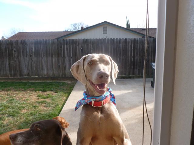 Doggie in the Window (Medium)